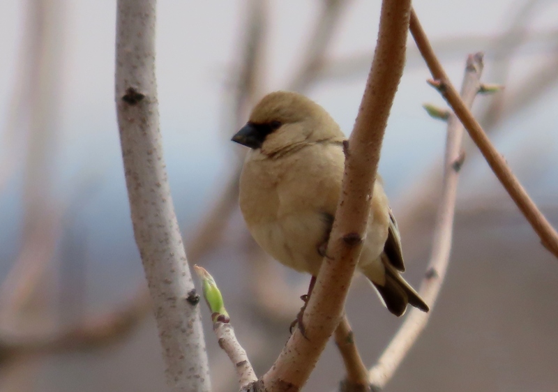 Desert Finch